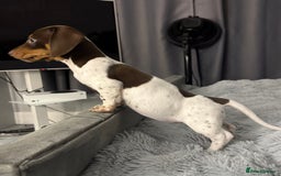 Miniature Dachshund dogs for sale: Four beautiful miniature dachshund girls - Advert 6