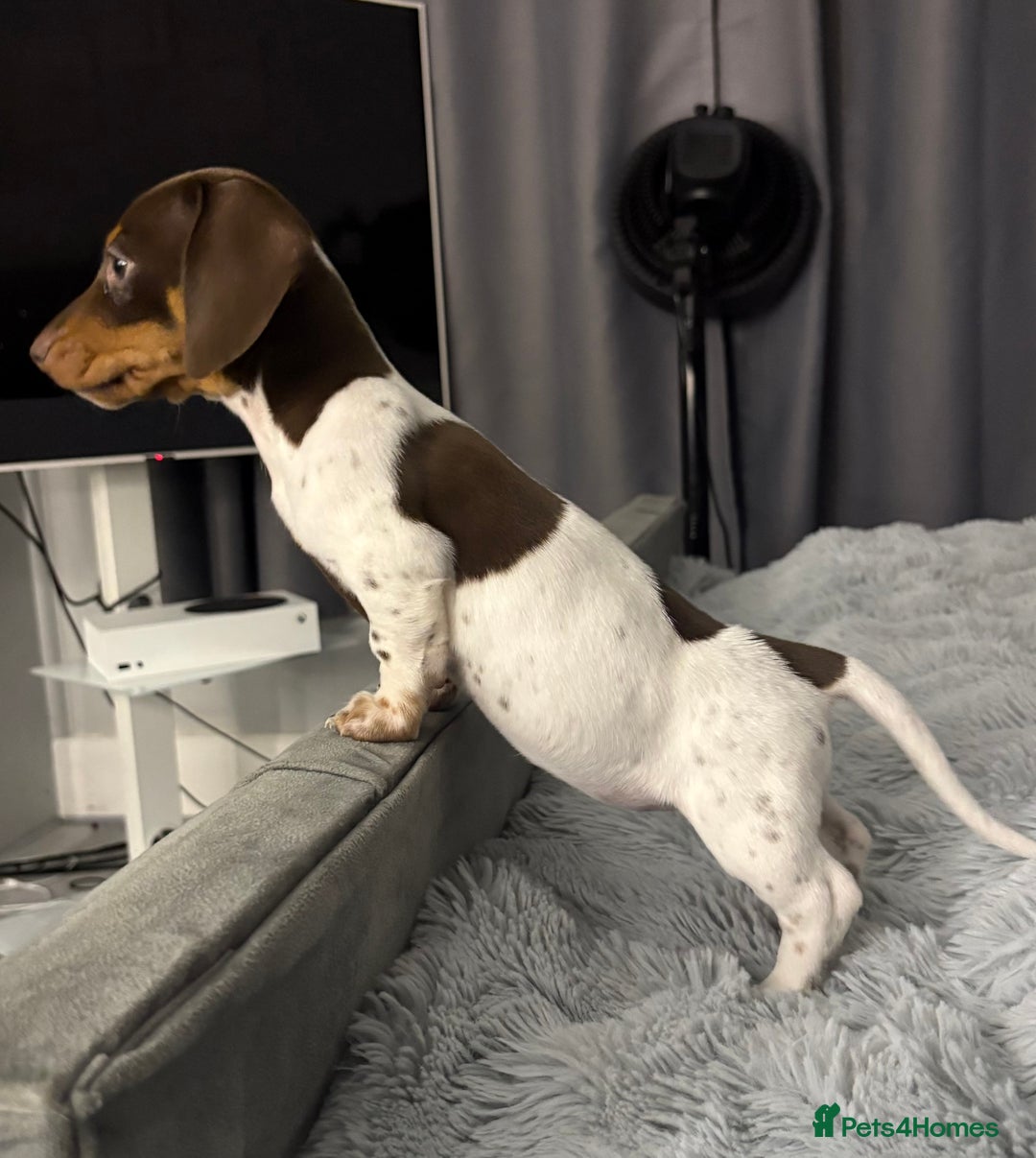 Miniature Dachshund dogs for sale: Four beautiful miniature dachshund girls - Advert 6