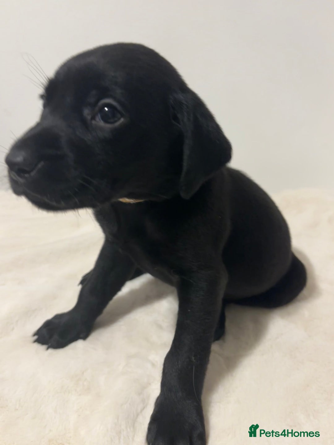 Labrador Retriever dogs for sale: Fully Health Tested Outstanding KC Reg Puppies - Advert 11