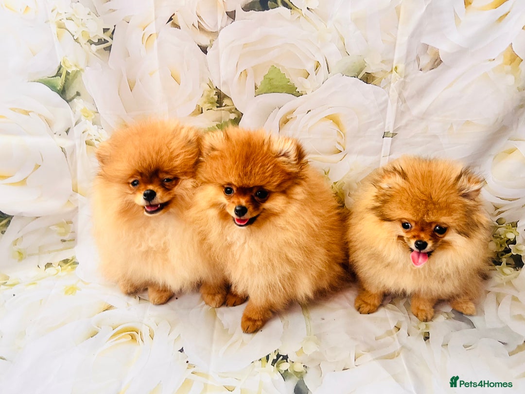 Pomeranian dogs for sale: 💗Last girl left! Royal Orange Pomeranian Pedigree - Image 22