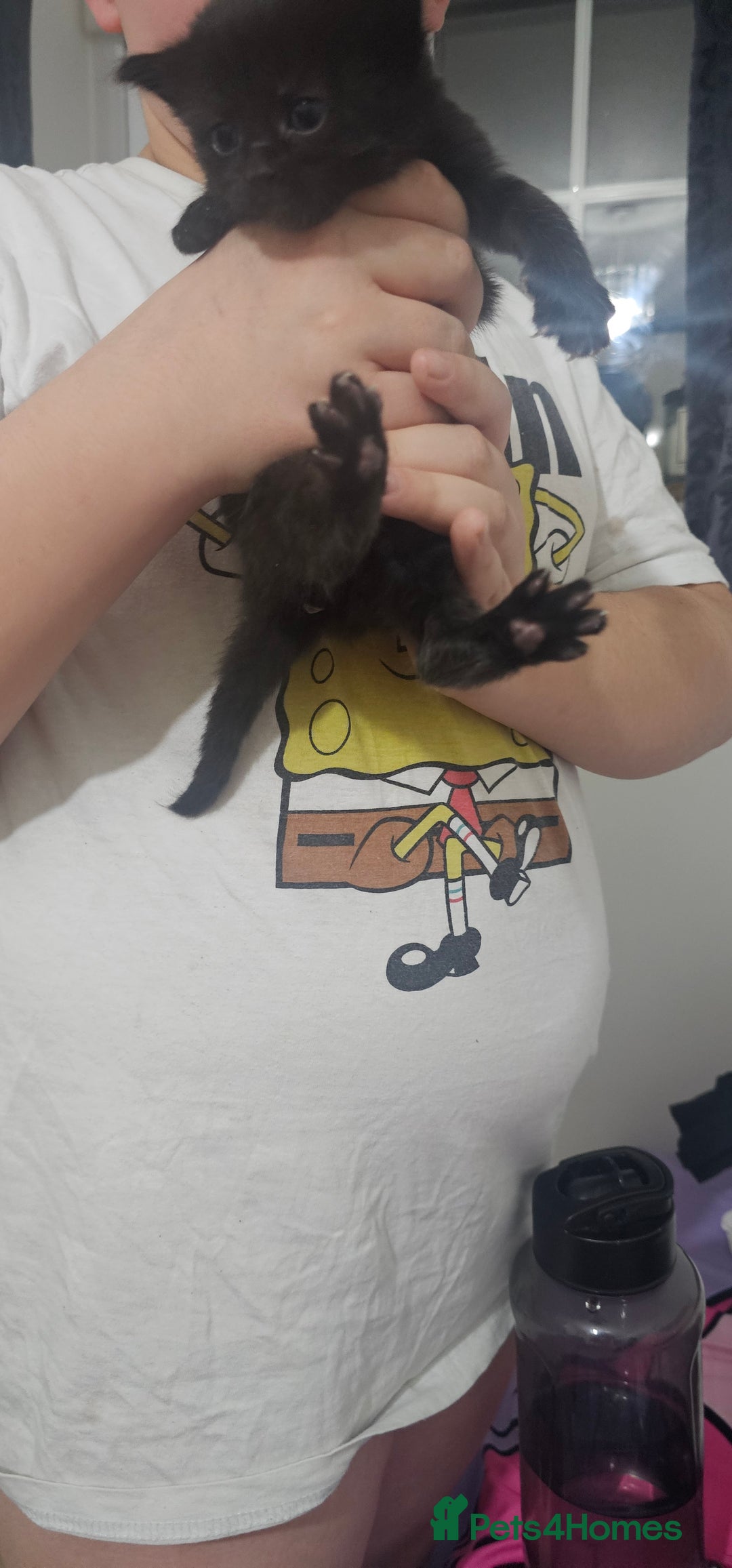 American Shorthair cats for sale: Sweet cats  - Advert 12