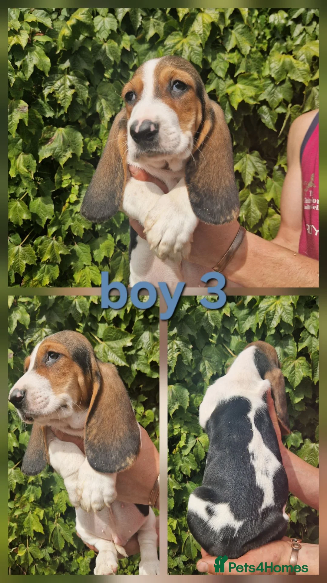 Basset Hound dogs for sale: KC REG Bassett Babies - Advert 2