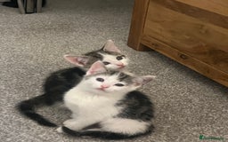 Mixed Breed cats for sale: Kittens  - Image 8