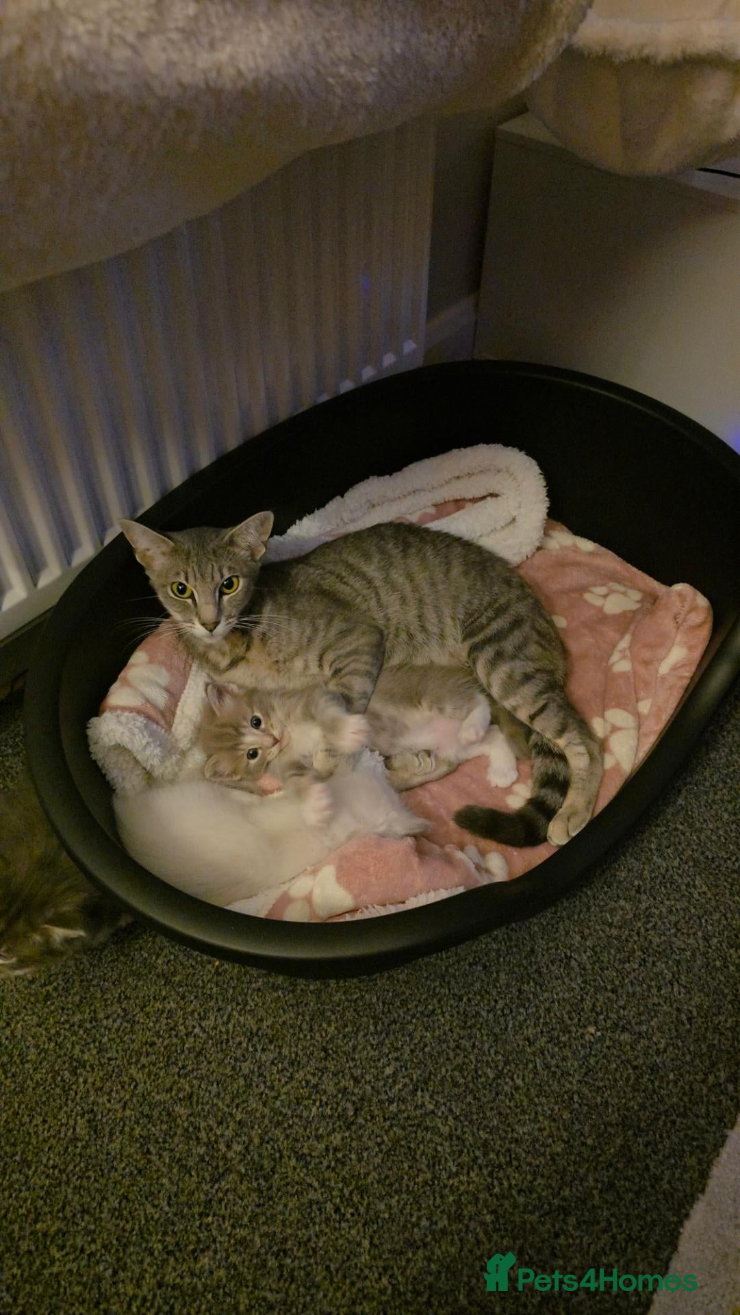 Mixed Breed cats for sale: Beautiful Oriental x Ragdolls - Advert 4