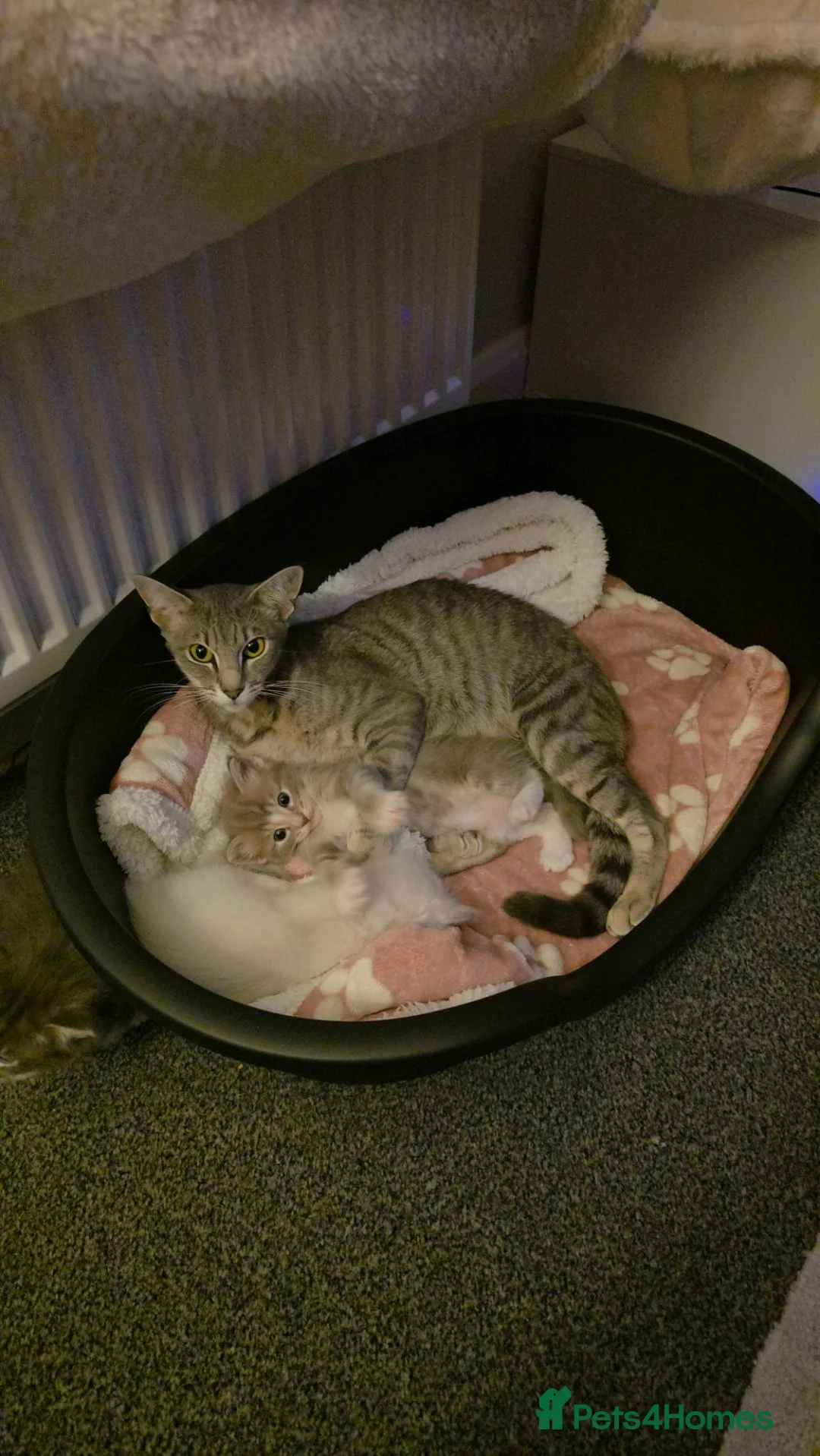 Mixed Breed cats for sale: Beautiful Oriental x Ragdolls in Kirknewton - Advert 1