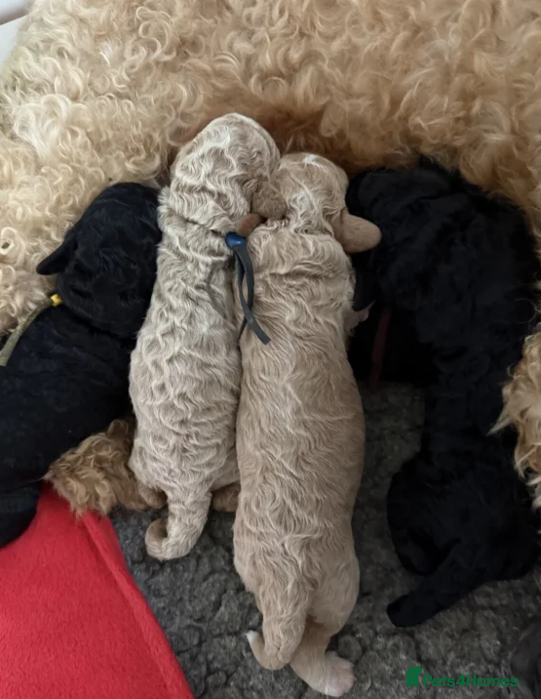 Australian Labradoodle dogs for sale: Fluffy Australian Labradoodle Pups-Ready for You - Advert 15