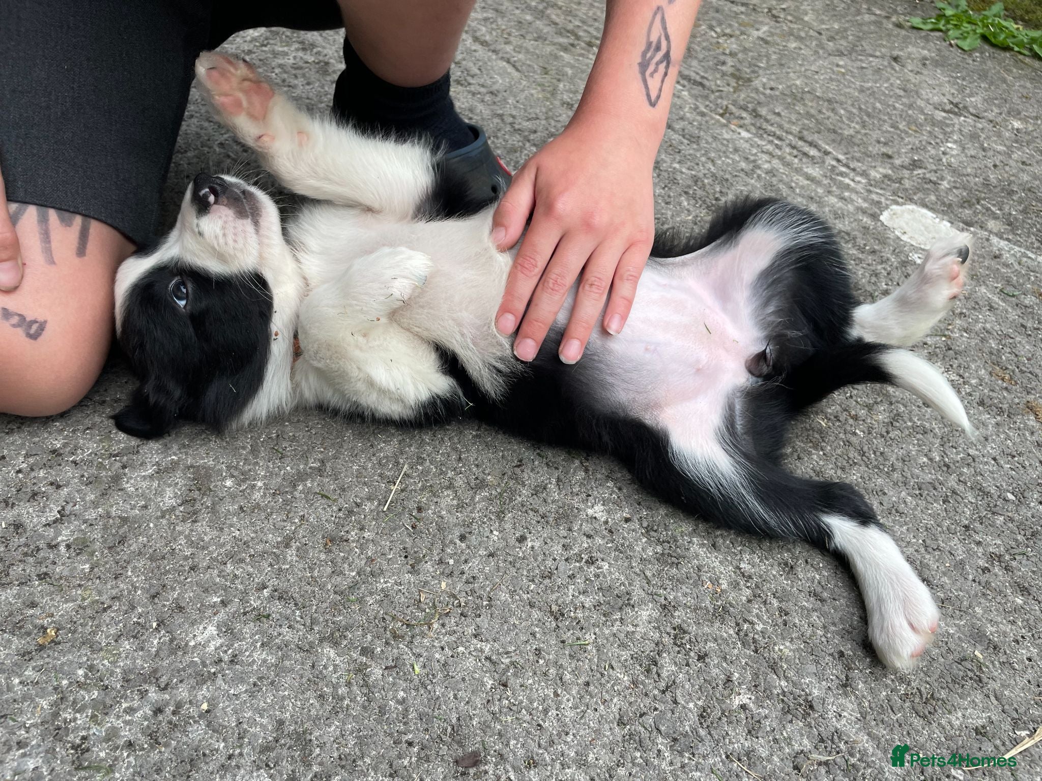 Border Collie dogs Beautiful Border Collie Puppies in Grassington - Advert 2