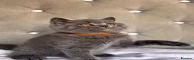 British Shorthair 5