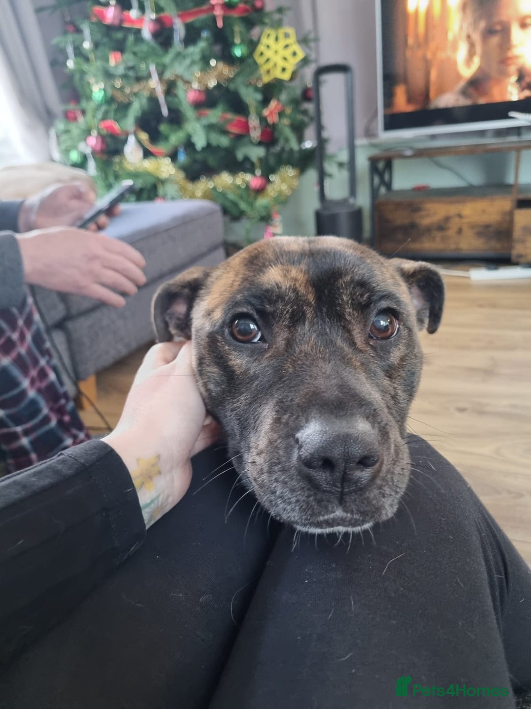 Mixed Breed dogs for sale: Free to the right owner. - Advert 3