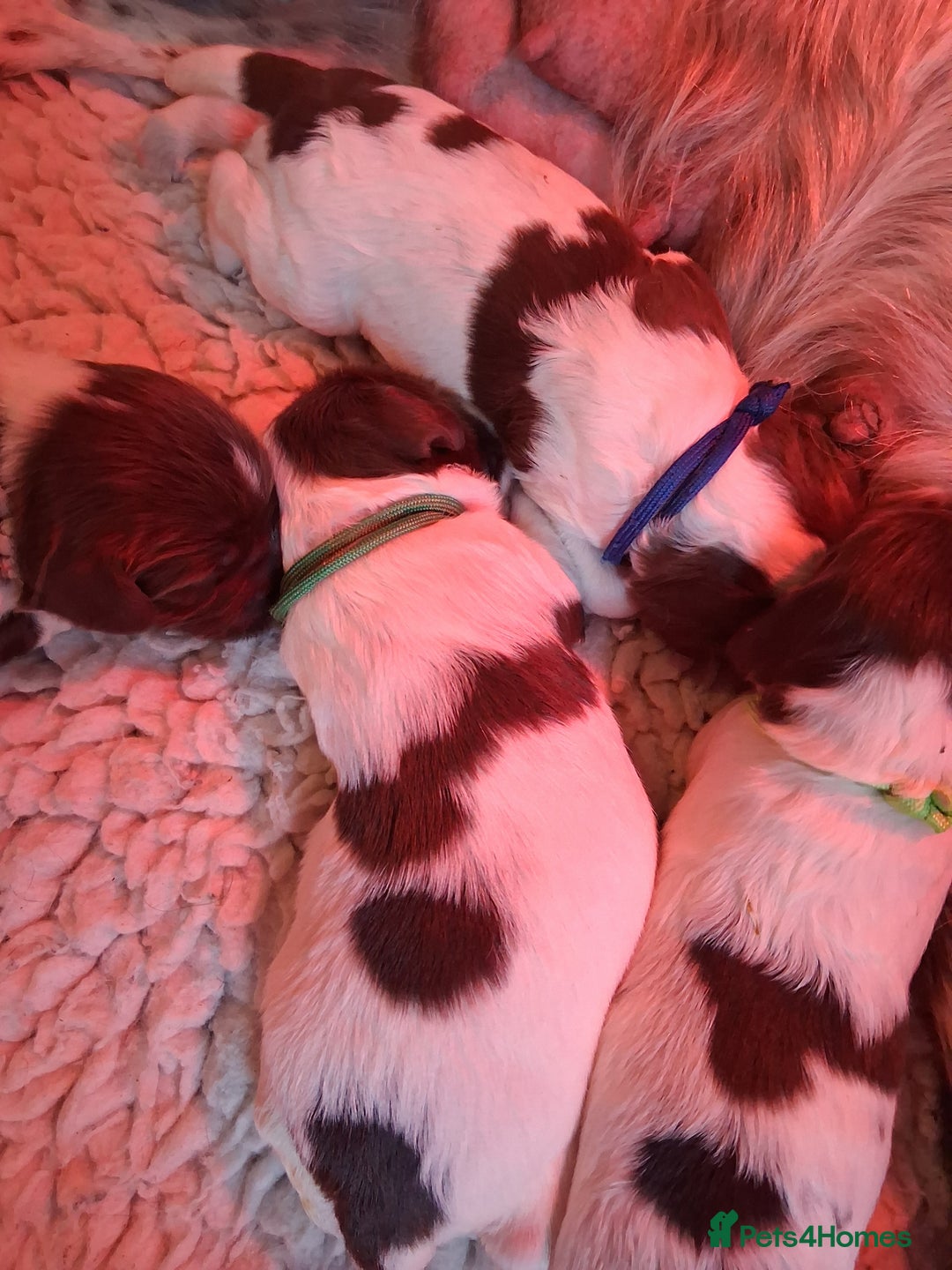 English Springer Spaniel dogs for sale: KC reg, Working Springer spaniel puppies - Advert 5