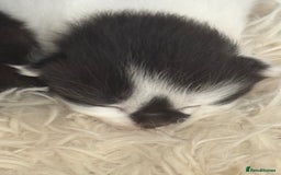 Persian cats for sale: Persian x kittens - Image 27