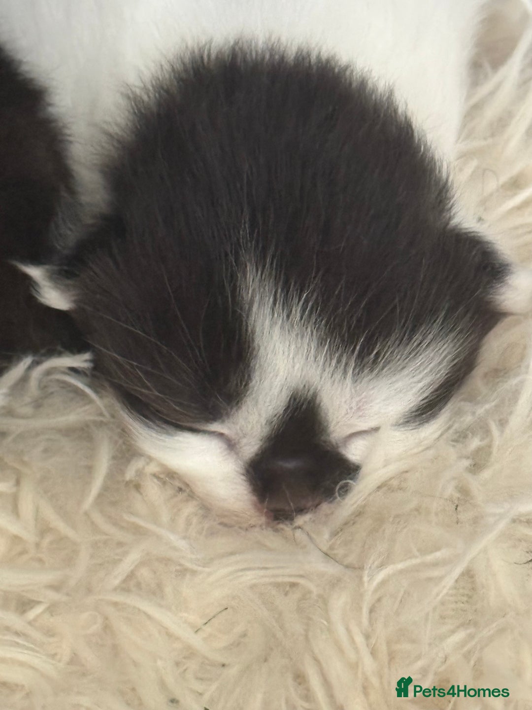 Persian cats for sale: Persian x kittens - Image 27