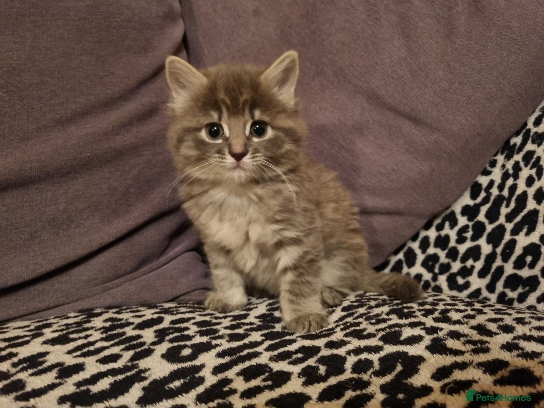 Mixed Breed cats for sale: Ghost tabby cats - Advert 4