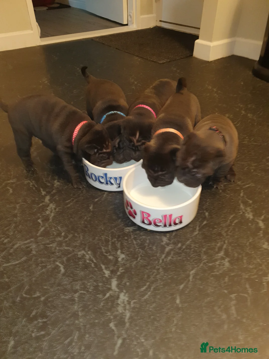 Shar Pei dogs for sale: Stunning KC Registered Shar Pei puppies - Advert 4