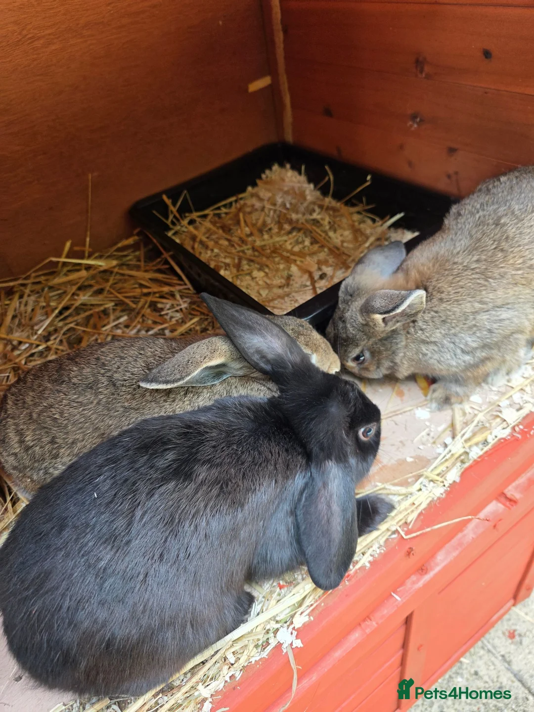 Mini Lop rabbits for sale: Mini lops - Advert 2