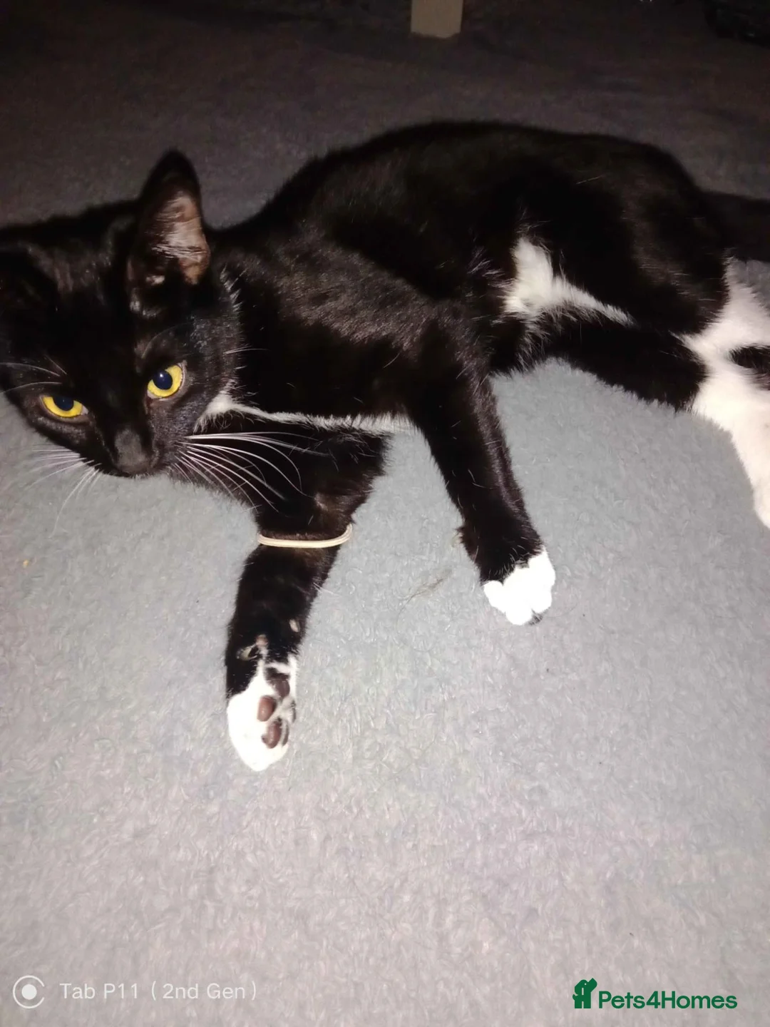 Mixed Breed cats for sale: 2 kittens  in Prenton - Advert 1