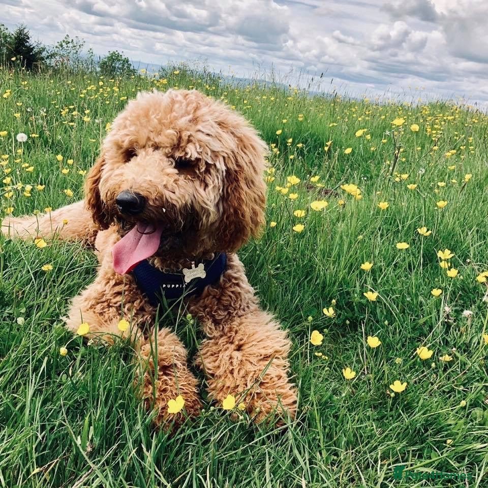 Goldendoodle dogs Stunning Multigenerational Goldendoodle Girls  - Advert 1