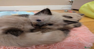 Ragdoll cats One seal Mink ragdoll remaining  - Advert 9