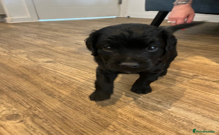 Cavapoo dogs - Advert 1