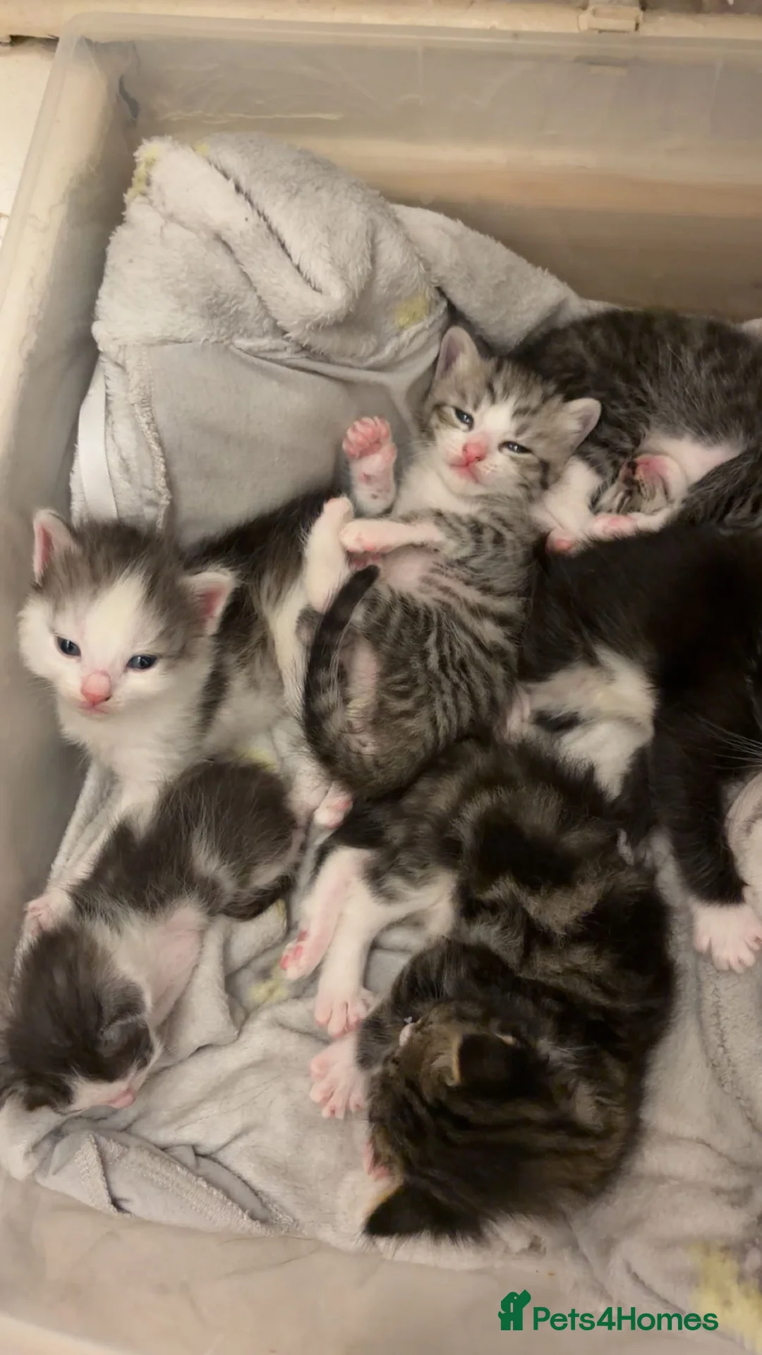 Perdoll cats for sale: Beautiful perdoll kittens available  in Birkenhead - Advert 2