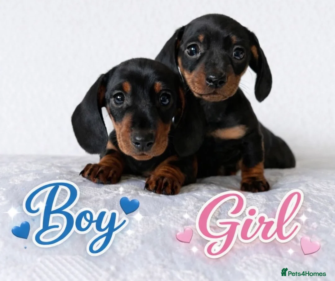 Miniature Dachshund dogs for sale: KC Black & Tan Miniature Dachshunds - Advert 1