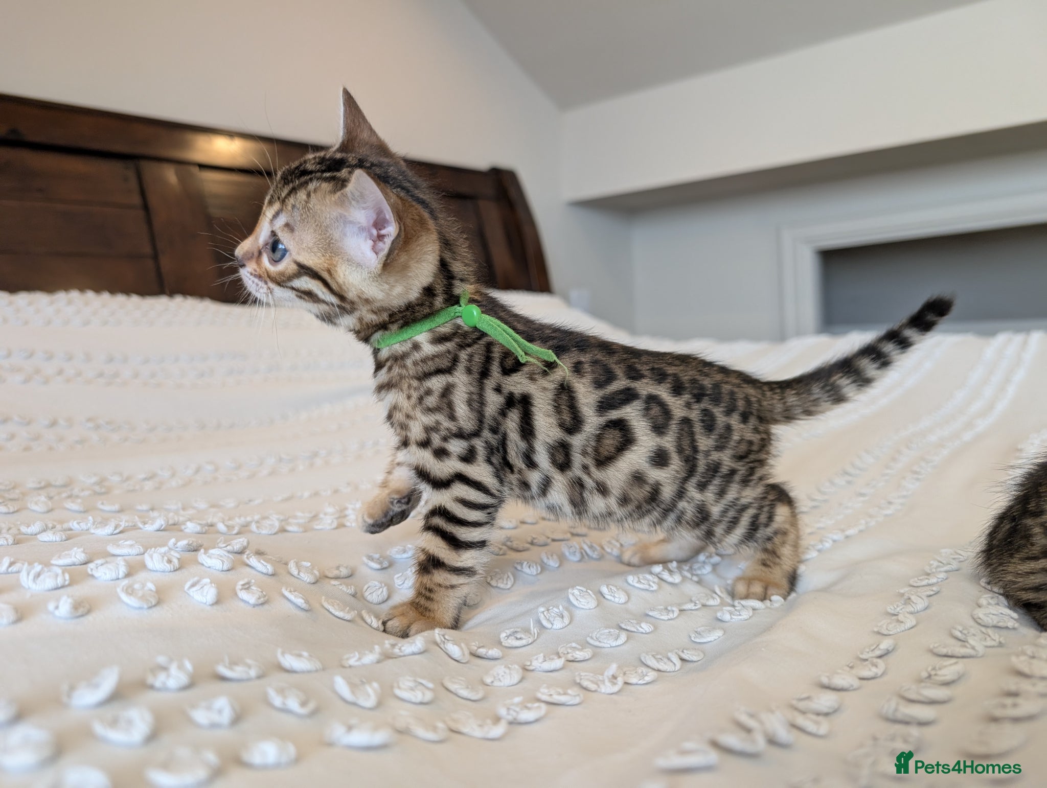 Bengal cats 🖤🩶🤍 BEAUTIFUL BENGAL KITTENS 🤍🩶🖤 - Advert 1