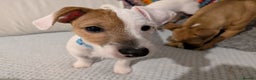 Mixed Breed dogs for sale: Jack Russell 3/4 1/4 chihuahua puppies  - Advert 10