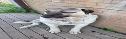 Anatolian Shepherd dogs for sale: Turkish Kangal - Advert 9