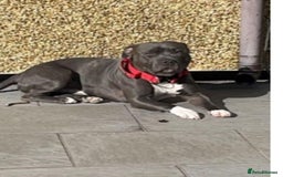 Staffordshire Bull Terrier dogs for sale: Gorgeous Blue staff puppies - Image 7