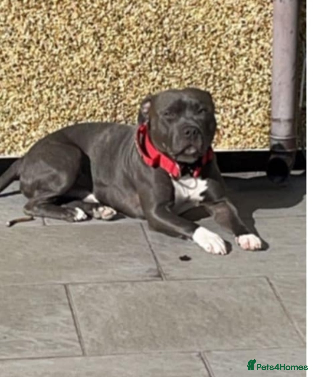 Staffordshire Bull Terrier dogs for sale: Gorgeous Blue staff puppies - Image 7