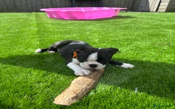 Boston Terrier dogs for sale: One stunning girl left !!! Ready to leave now !  - Image 19