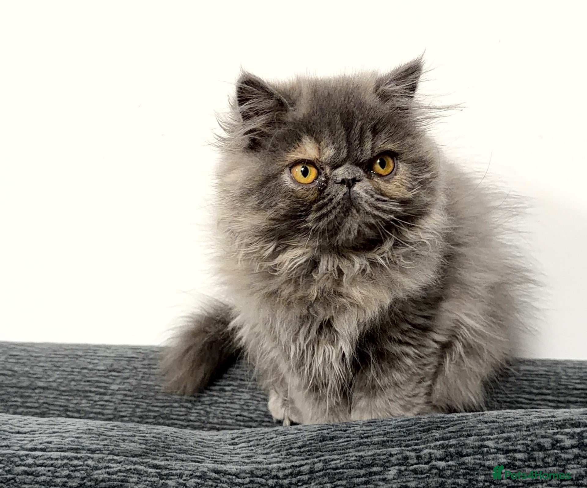 Persian cats Beautiful Persian Girl  - Advert 6