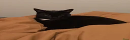Domestic Shorthair cats for sale: Bonded pair of indoor girl cats - together only - Advert 26