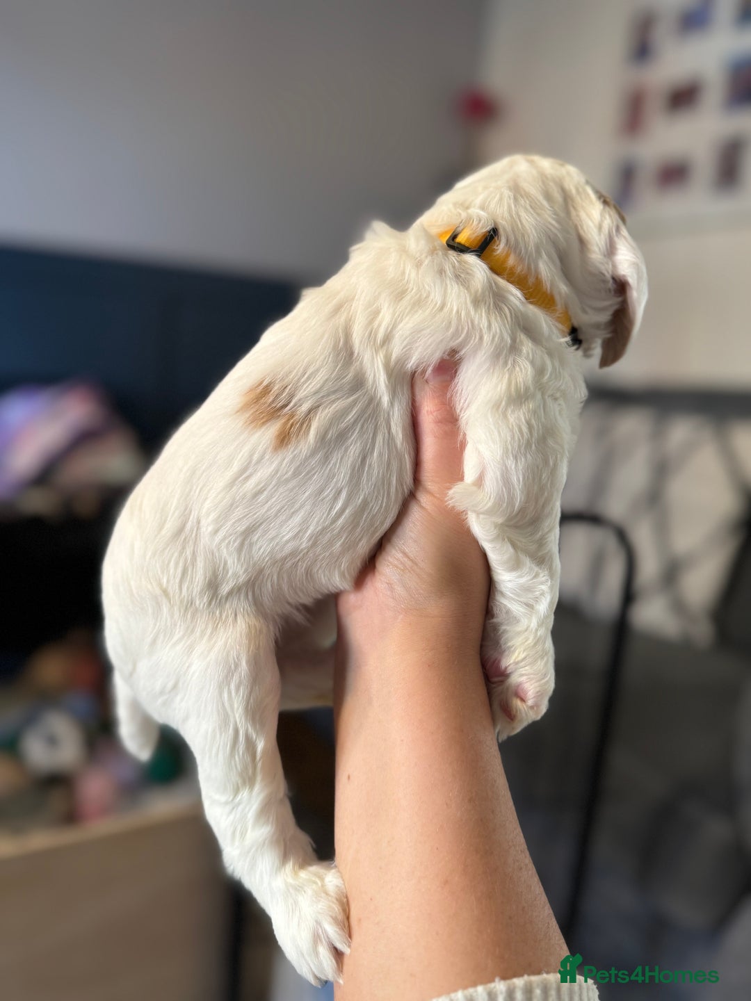 Cockapoo dogs for sale: Two gorgeous F2b Cockapoo girls left  - Advert 3