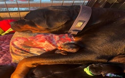 Rottweiler dogs for sale: Rottweiler puppies  - Image 9