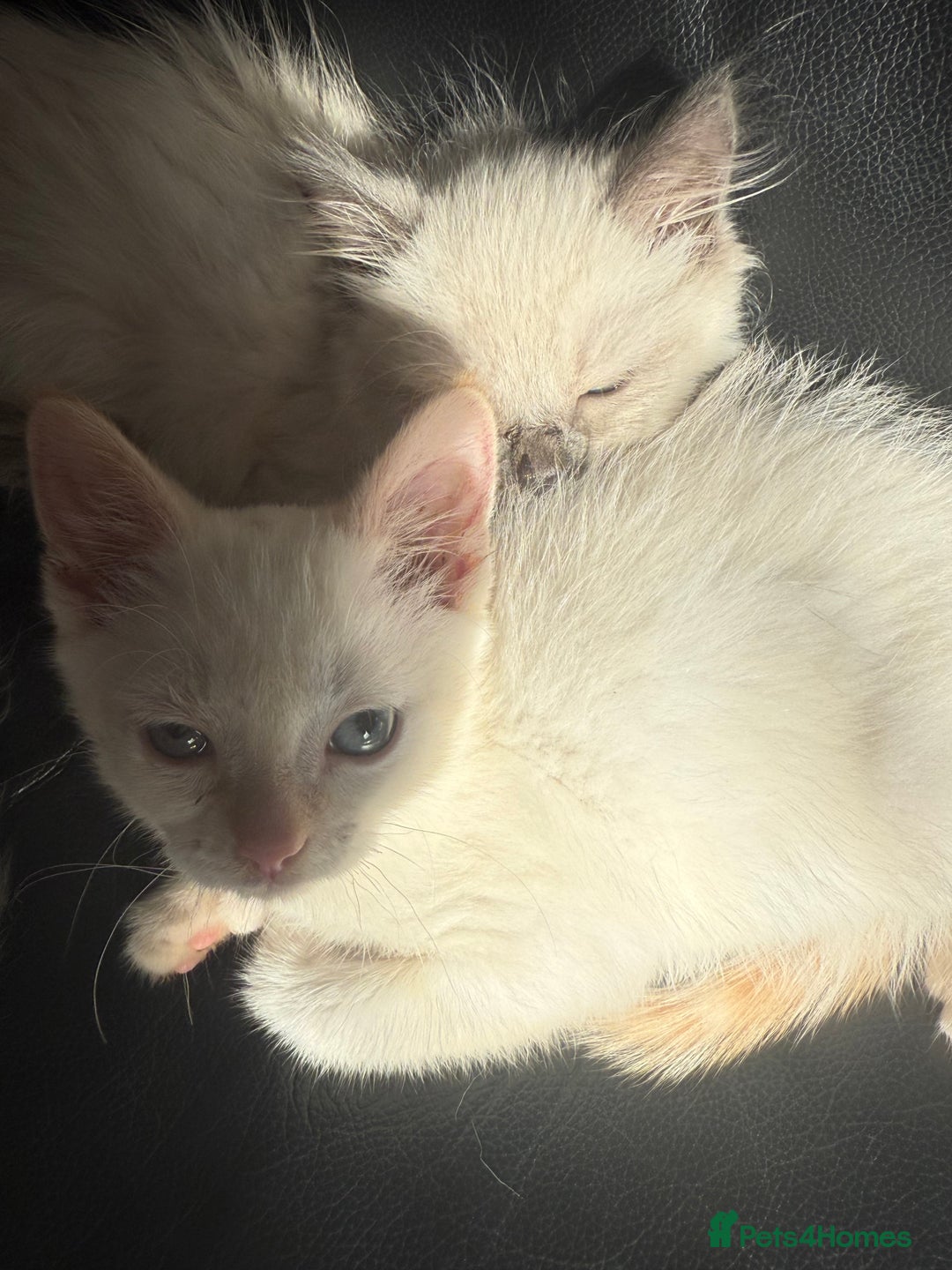 Ragdoll cats for sale: ADORABLE RAGDOLL POLYDACTYL KITTENS - READY NOW - Image 30