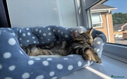 British Shorthair cats for sale: 10 Week Old British Shorthair X Kitten - Image 5