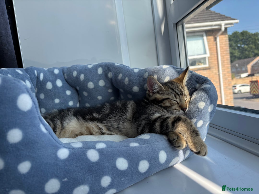 British Shorthair cats for sale: 10 Week Old British Shorthair X Kitten - Image 5