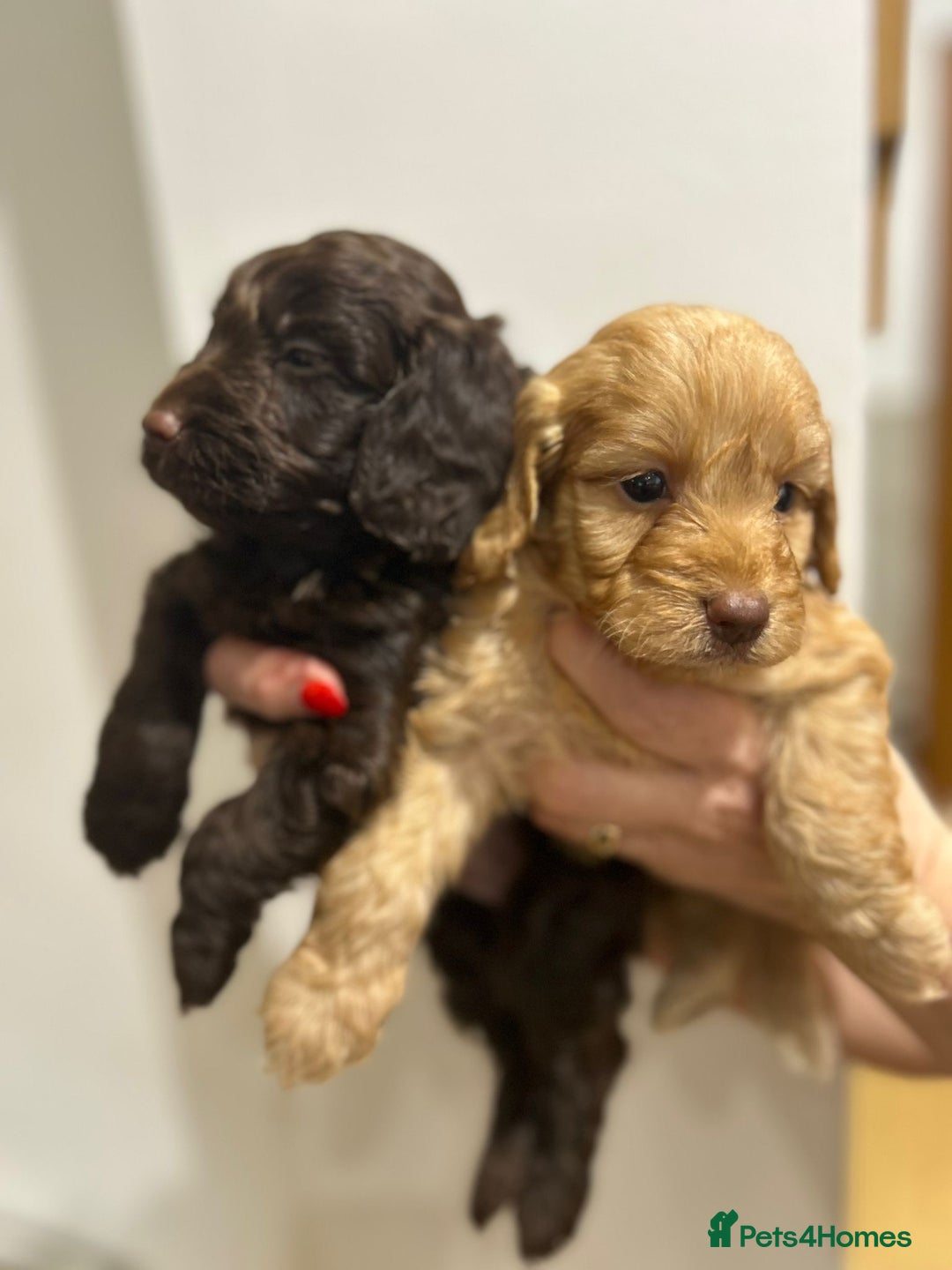 Cockapoo dogs for sale: Beautiful cockapoo puppies  - Advert 1