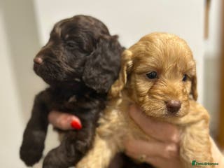 Cockapoo dogs Beautiful cockapoo puppies - Advert 3