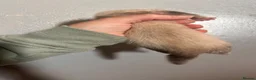 Ferret rodents for sale: ferret kits for sale  - Advert 22