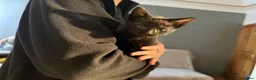 Mixed Breed cats for sale: Kittens  in Luton - Advert 5