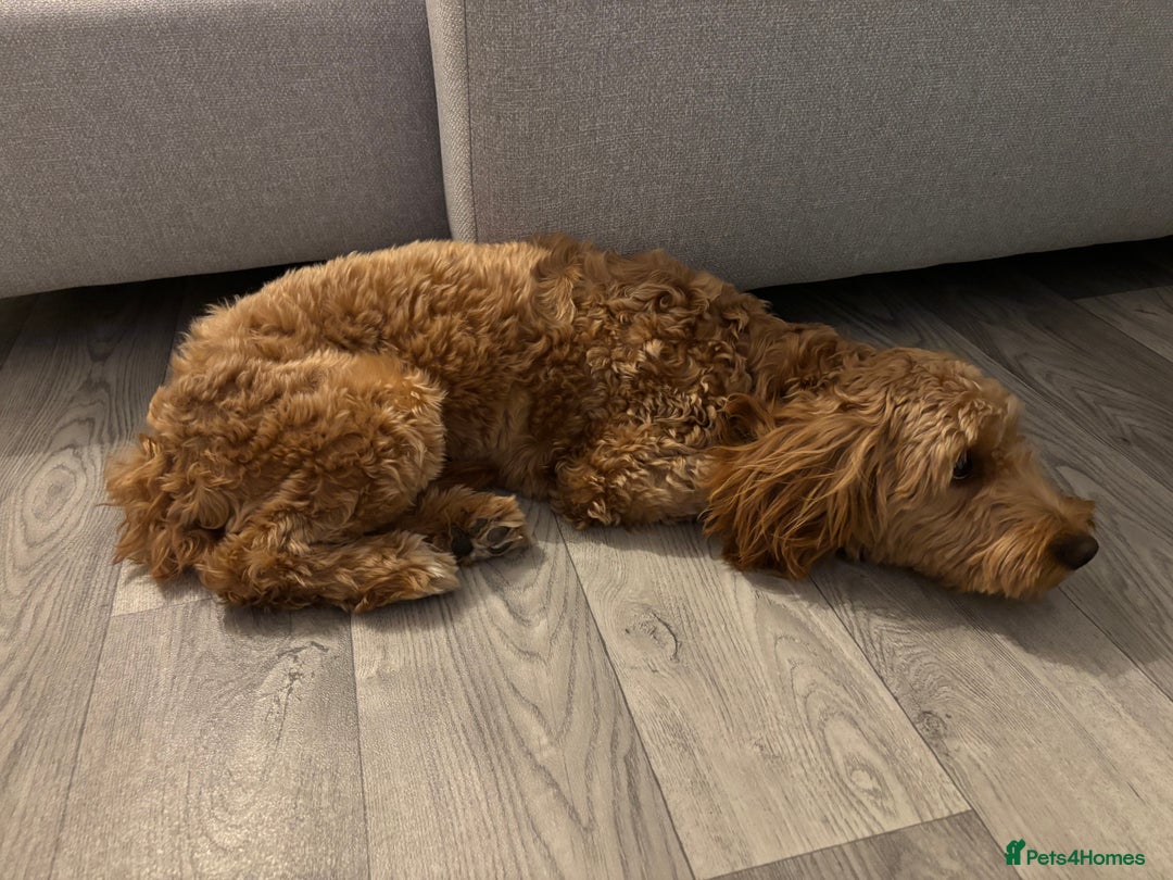 Cockapoo dogs for sale: Cockapoo  - Image 6