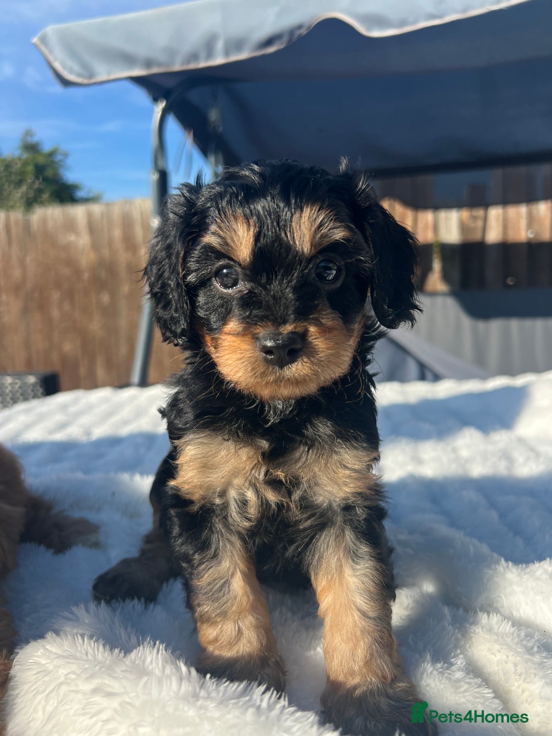 Cavapoo dogs for sale: ⭐️ Black & Tan Female Toy Cavapoo ⭐️ - Image 32