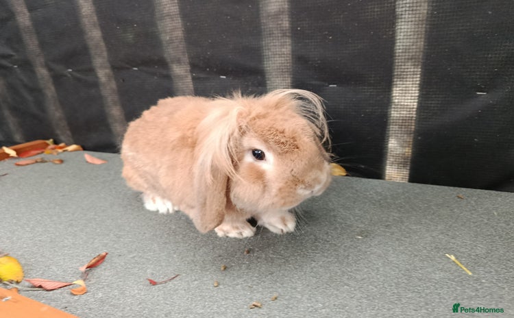 Mini Lop rabbits Mini lop male for rehoming, 1 year old  - Advert 12
