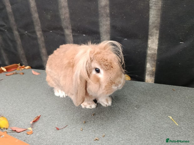 Mini Lop rabbits Mini lop male for rehoming, 1 year old - Advert 5