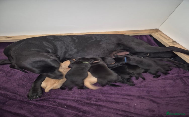 Labrador Retriever dogs - Advert 3