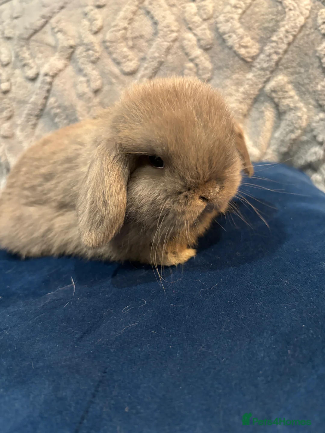 Mini Lop rabbits for sale: Adorable Mini Lop Bunnies Ready for Loving Homes - Advert 2