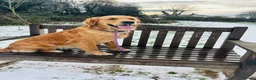 Goldendoodle dogs for sale: 🐾Lovely Fox Red F1 Mini Goldendoodles🐾 - Advert 27