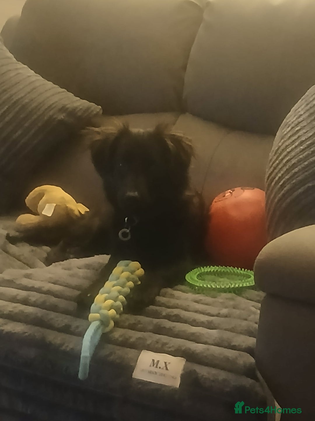 Mixed Breed dogs for adoption: Morgan - Ipswich Suffolk  - Advert 3